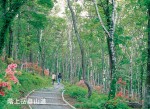 階上岳登山道