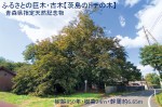 ふるさとの巨木・古木【茨島のトチの木】 　青森県指定天然記念物（樹齢850年・樹高24ｍ・幹周約6.65m）