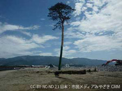 東日本大震災の復興のシンボル　陸前高田の一本松