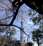 花見会場からの東京スカイツリー