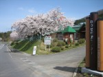 満開の桜とわっせ交流センター