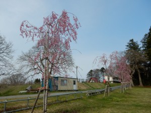 階上町のしだれ桜14