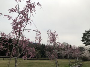 階上町のしだれ桜15