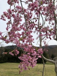 階上町のしだれ桜1