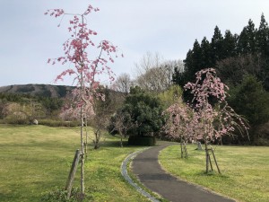 階上町のしだれ桜2