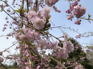 階上町のしだれ桜3