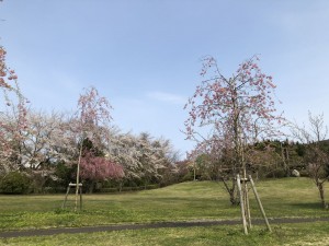 階上町のしだれ桜4