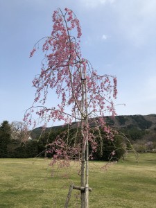 階上町のしだれ桜5