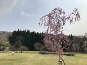 階上町のしだれ桜6