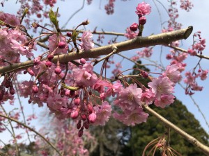 階上町のしだれ桜7