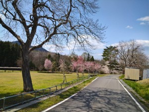 階上町のしだれ桜8