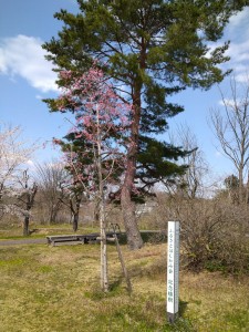 階上町のしだれ桜9