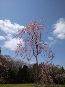 階上町のしだれ桜10