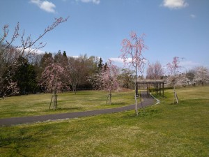 階上町のしだれ桜12