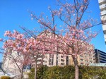 佃中央大橋の桜①