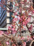 佃中央大橋の桜②