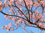 佃中央大橋の桜③