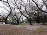 飛鳥山公園の桜風景③