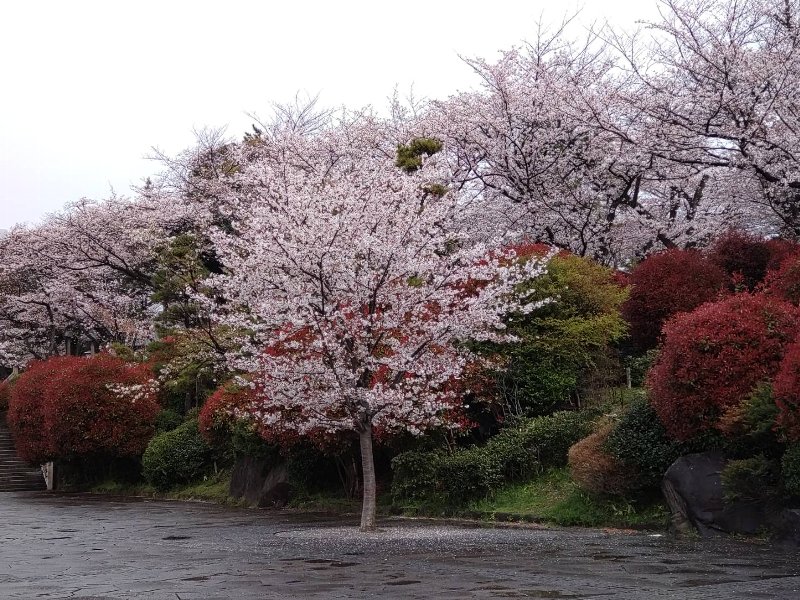 飛鳥山公園の桜風景①