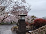 飛鳥山公園の桜風景②