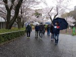 飛鳥山公園スタート②