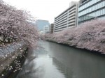 門前仲町大横河の桜