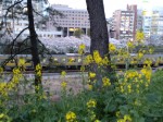 飯田橋の桜