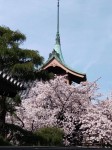 京都の桜①