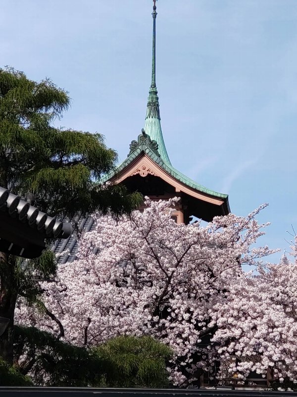 京都の桜①