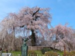 京都の桜②