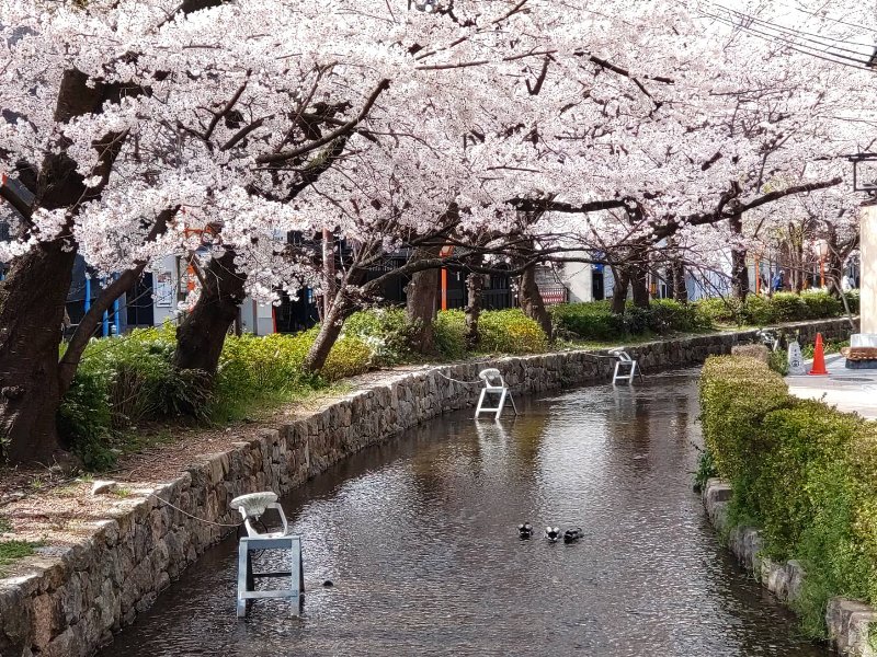 京都の桜③