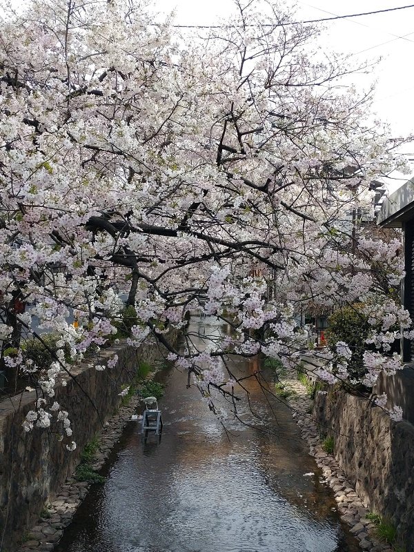 京都の桜④