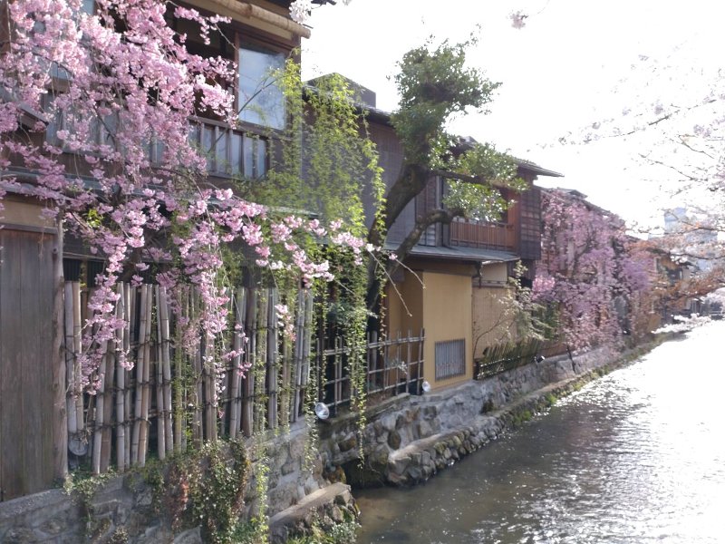 京都の桜⑤