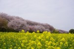 平戸会長の花見②