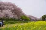 平戸会長の花見③