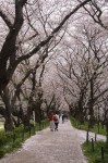 平戸会長の花見⑦