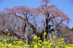 平戸会長の花見⑩