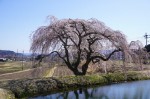 平戸会長の花見⑬