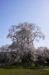 平戸会長の花見⑮