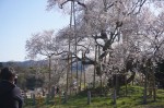 平戸会長の花見⑯