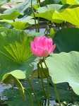 IMG_4191
